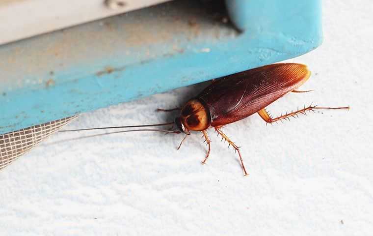 cockroach close up 